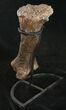 Sauropod (Diplodocus) Metatarsal - With Stand #10130-10